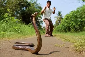 Benarkah ular bisa menyimpan dendam? Ini penjelasan ilmiahnya