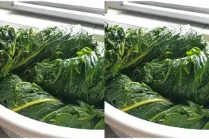 Ampuh menghilangkan rasa pahit daun pepaya, ternyata tak melulu pakai tanah liat dan daun jambu biji