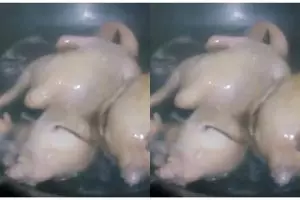 Menghilangkan lemak dan kolesterol pada rebusan ayam, cukup pakai 1 bahan dapur