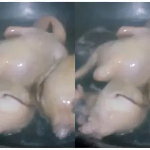 Menghilangkan lemak dan kolesterol pada rebusan ayam, cukup pakai 1 bahan dapur