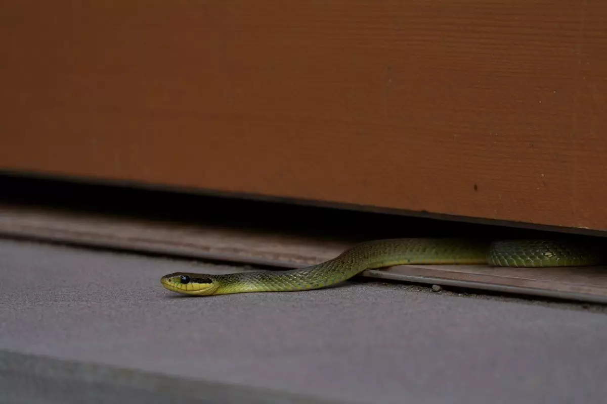 Kenapa ular bisa masuk rumah? Ini penjelasan ilmiah dan mitosnya