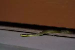 Kenapa ular bisa masuk rumah? Ini penjelasan ilmiah dan mitosnya