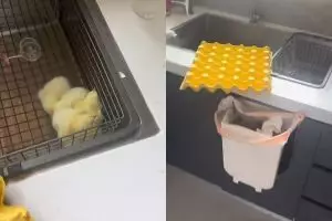 Ditinggal pemilik liburan 2 hari, 2 kerat isi telur ini jadi anak ayam, endingnya tak terduga