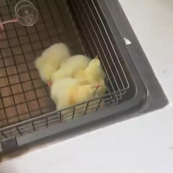 Ditinggal pemilik liburan 2 hari, 2 kerat isi telur ini jadi anak ayam, endingnya tak terduga