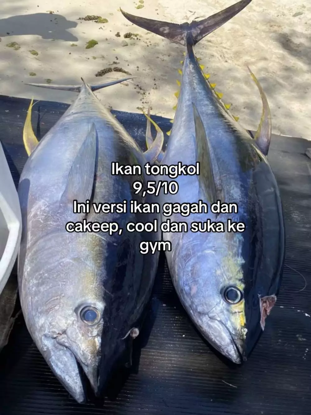 rating ikan good looking © 2025 TikTok rating ikan good looking © 2025 TikTok