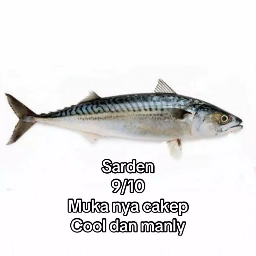 rating ikan good looking © 2025 TikTok rating ikan good looking © 2025 TikTok