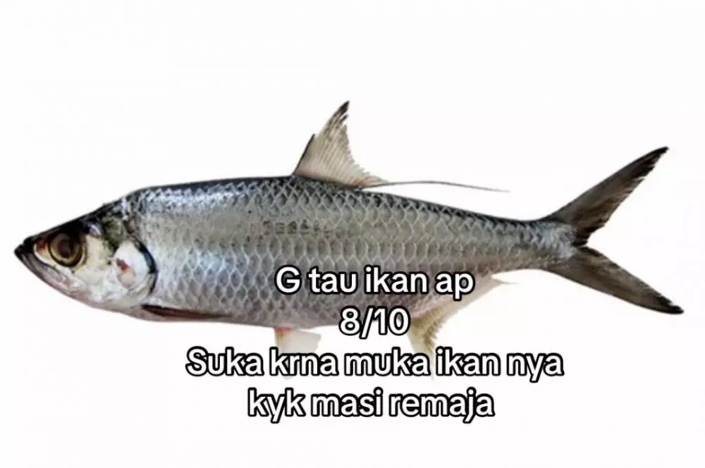 rating ikan good looking © 2025 TikTok rating ikan good looking © 2025 TikTok
