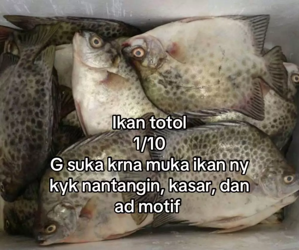 rating ikan good looking © 2025 TikTok rating ikan good looking © 2025 TikTok