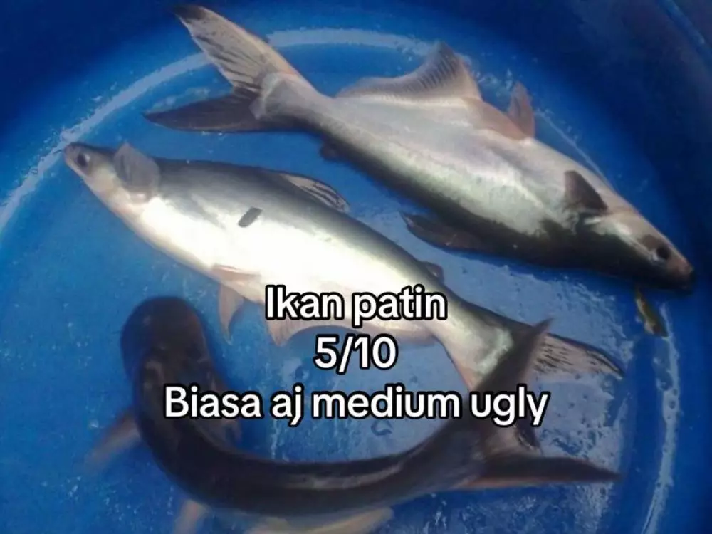 rating ikan good looking © 2025 TikTok rating ikan good looking © 2025 TikTok