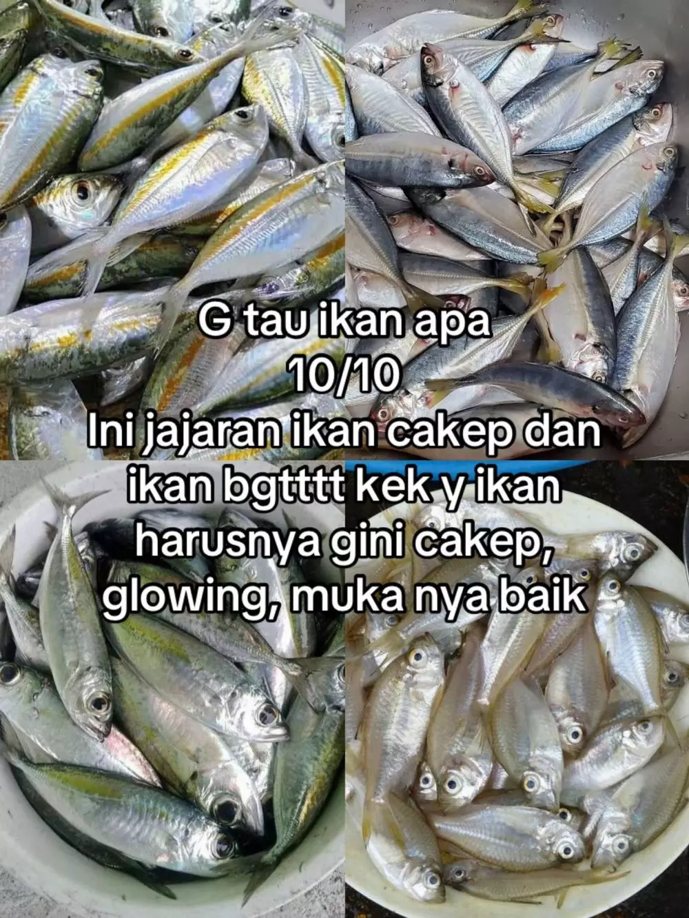 rating ikan good looking © 2025 TikTok rating ikan good looking © 2025 TikTok