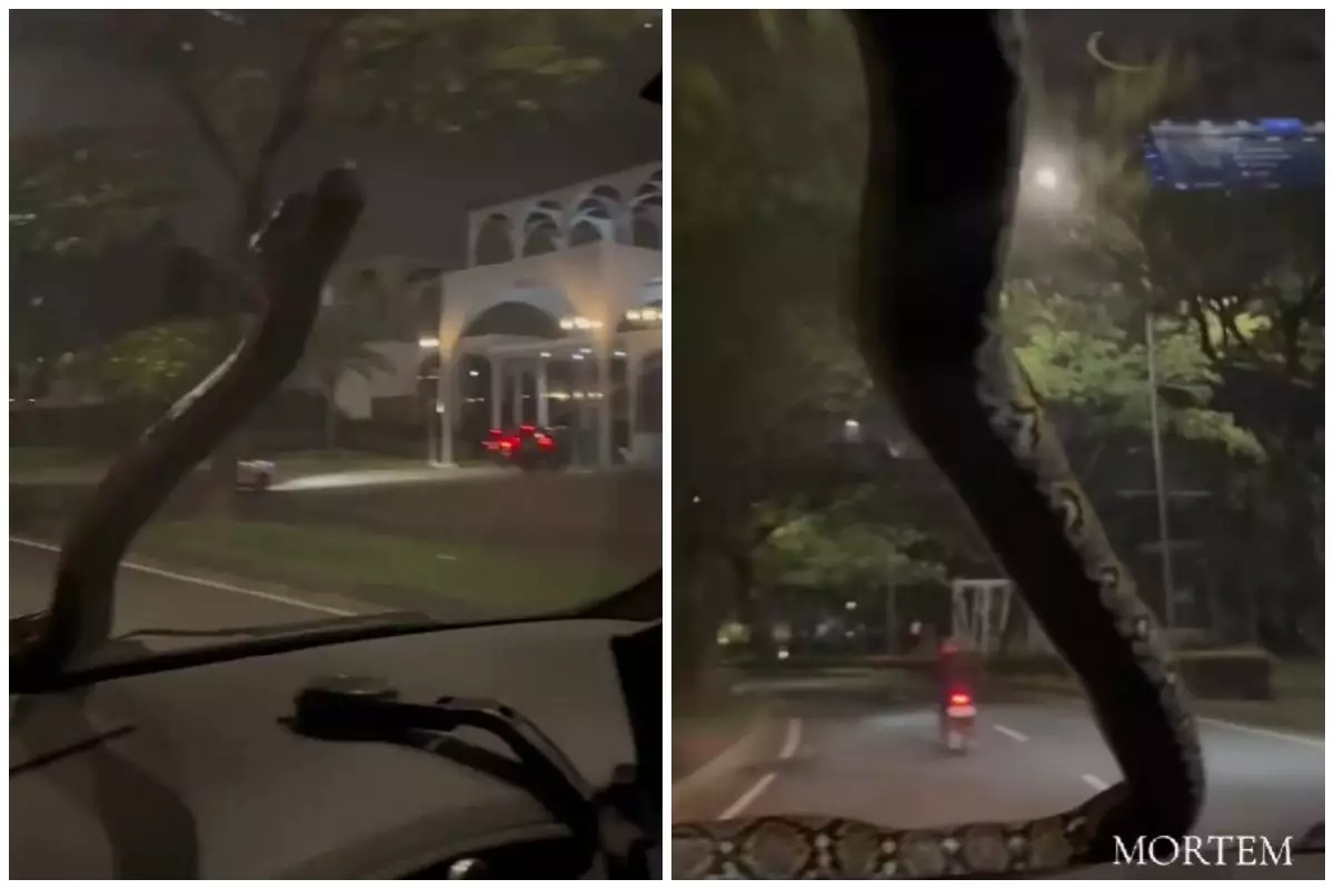 Viral video ular tiba-tiba merayap di kaca mobil sampai buat pengemudi panik, ini cerita lengkapnya
