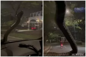 Viral video ular tiba-tiba merayap di kaca mobil sampai buat pengemudi panik, ini cerita lengkapnya