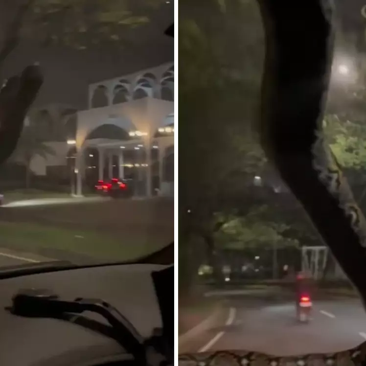 Viral video ular tiba-tiba merayap di kaca mobil sampai buat pengemudi panik, ini cerita lengkapnya