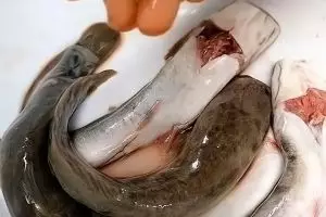 Stop pakai garam! Ini cara ampuh bersihkan lendir lele biar nggak amis dan lebih kesat