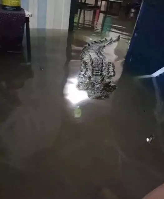 potret lucu bikin ketar ketir © 2025 berbagai sumber