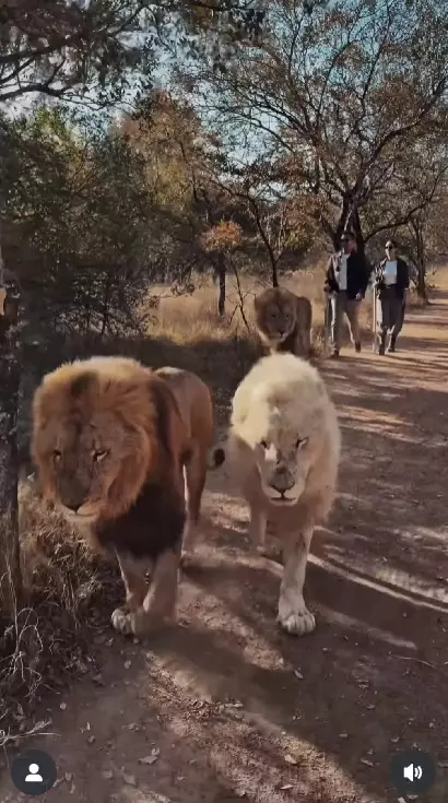 Darma Mangkuluhur anak Tommy Soeharto lamar kekasih © Instagram