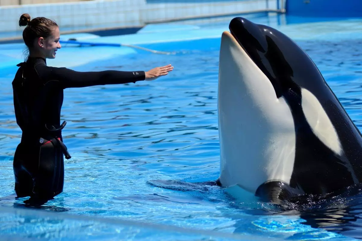 6 Fakta sebenarnya di balik video pelatih orca ‘Jessica Radcliffe’ yang tewas dimakan paus