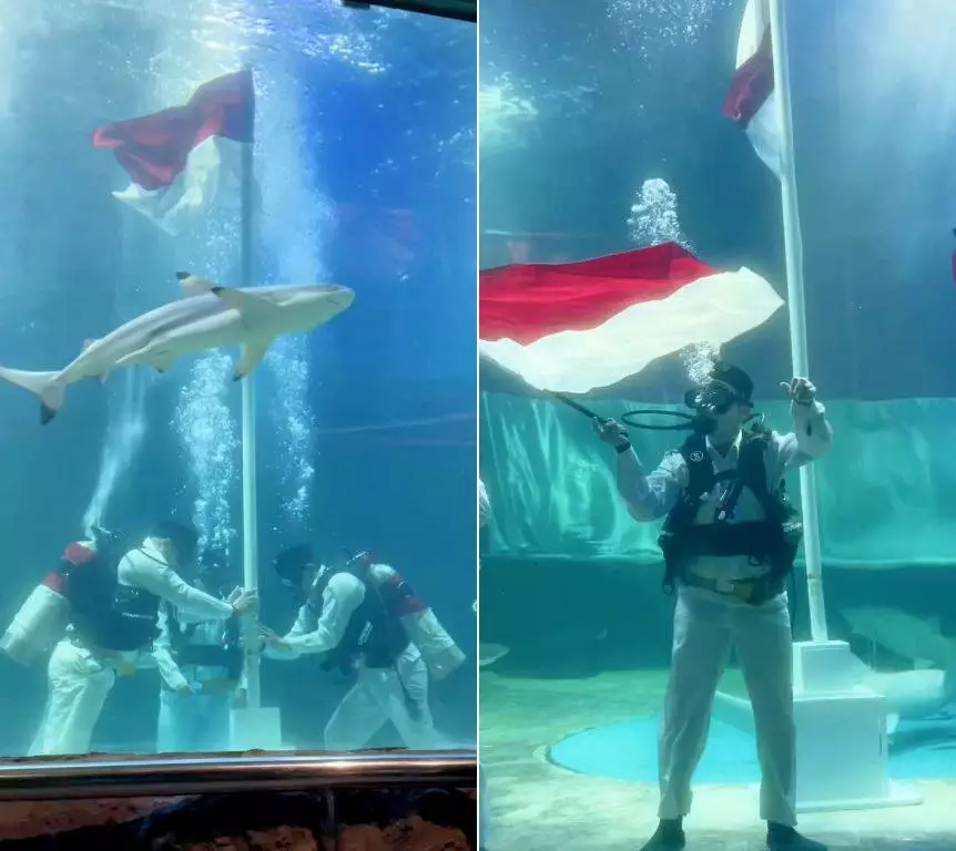 ruben onsu kibarkan merah putih di kolam hiu © 2025 berbagai sumber ruben onsu kibarkan merah putih di kolam hiu © 2025 berbagai sumber