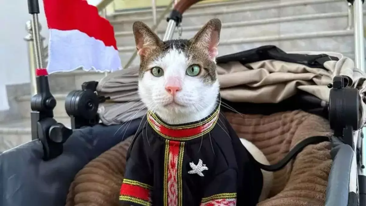 Gaya kucing Bobby Kertanegara meriahkan HUT RI ke-80 dengan baju adat tenun Tanimbar