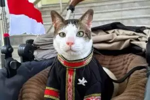 Gaya kucing Bobby Kertanegara meriahkan HUT RI ke-80 dengan baju adat tenun Tanimbar