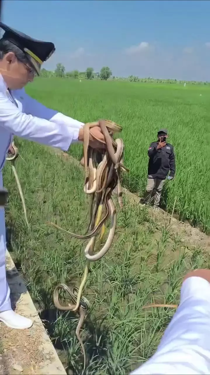 Potret Lucky Hakim lepas ular ke sawah © 2025 Instagram