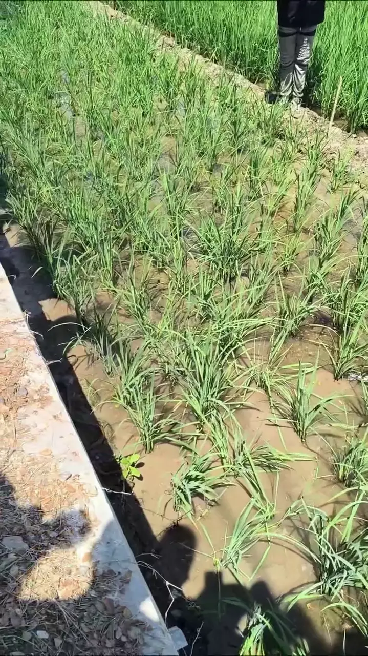 Lucky Hakim lepas ular ke sawah © 2025 Instagram