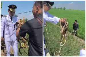 7 Potret Lucky Hakim kembali lepas seratusan ular dan biawak untuk atasi hama tikus, tuai pro kontra