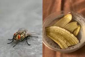 Ingin kurangi gangguan lalat di rumah? Coba perangkap  dari 3 bahan dapur ini untuk mengatasinya