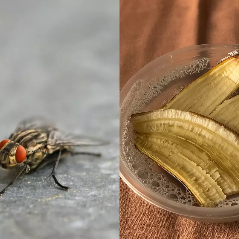 Ingin kurangi gangguan lalat di rumah? Coba perangkap  dari 3 bahan dapur ini untuk mengatasinya