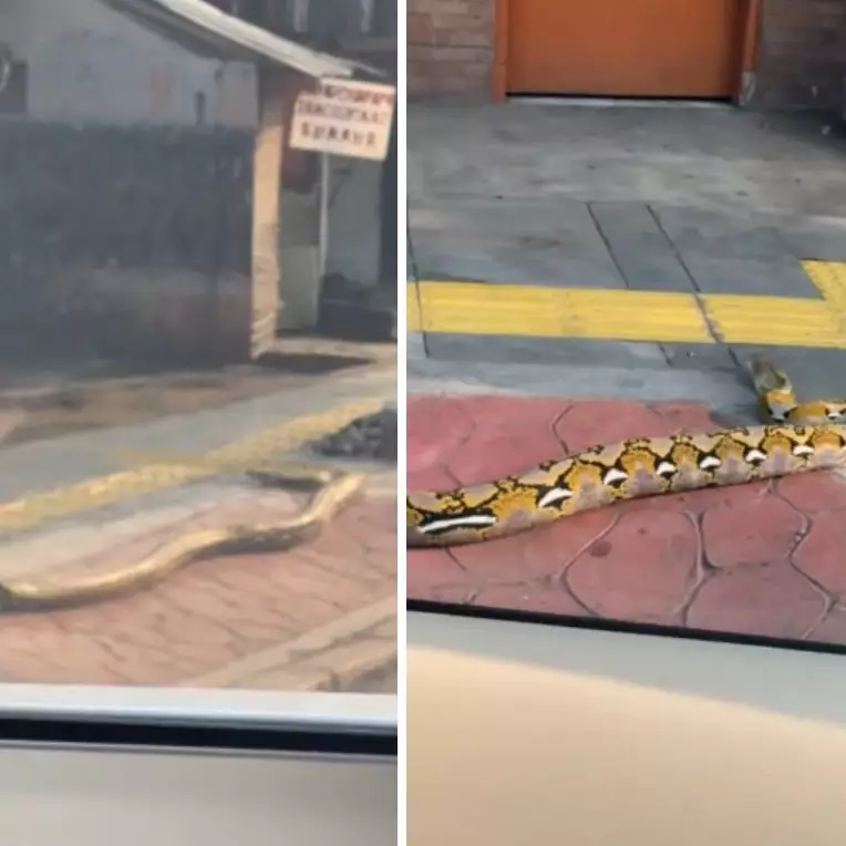 Kesal banyak pengendara motor naik ke trotoar, pria ini nekat taruh ular piton di pinggir jalan