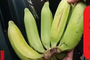 Ingin pisang tak mudah busuk meski tanpa kulkas? Begini cara menyimpannya agar awet hingga 1 minggu