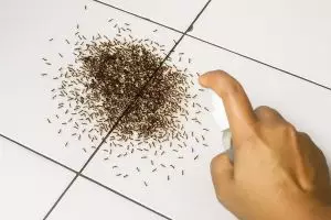 Tak banyak yang tahu! Ternyata micin bisa ampuh basmi gerombolan semut, begini cara pakainya