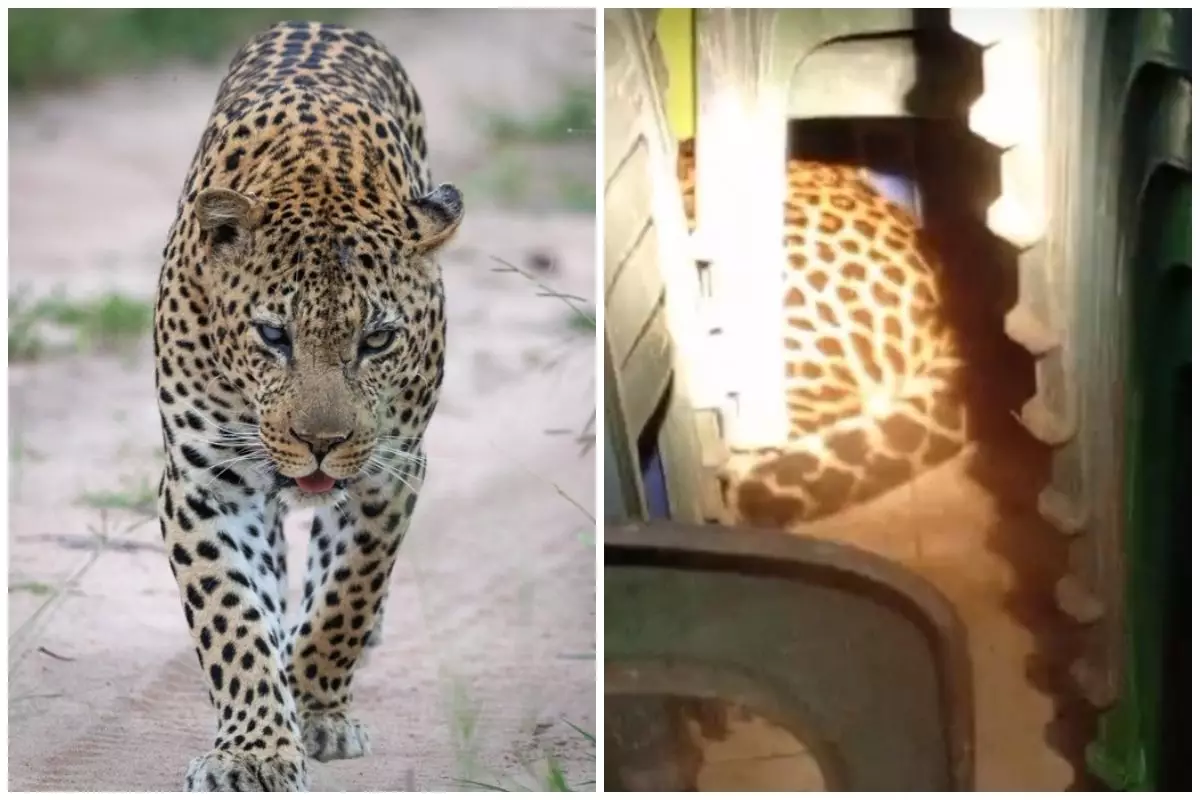 Heboh macan tutul masuk balai desa Kuningan, diduga tersesat cari makan, ini 7 fakta di baliknya