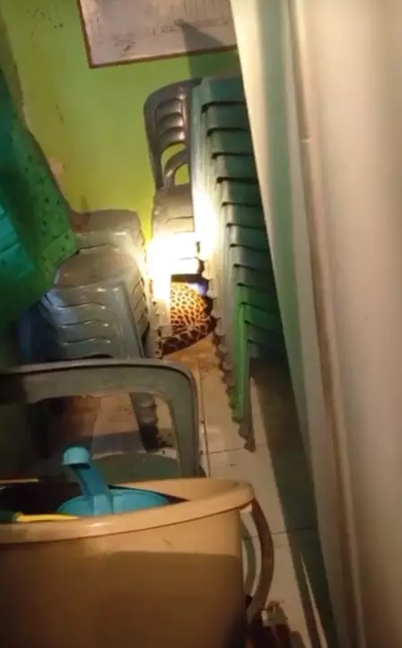 macan tutul masuk balai desa Kuningan © TikTok