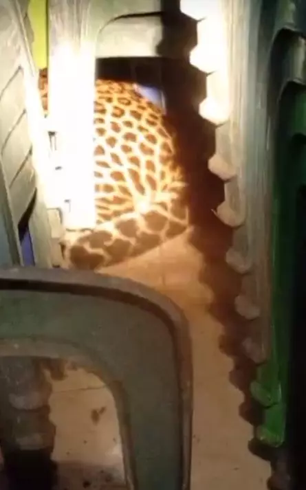 macan tutul masuk balai desa Kuningan © TikTok