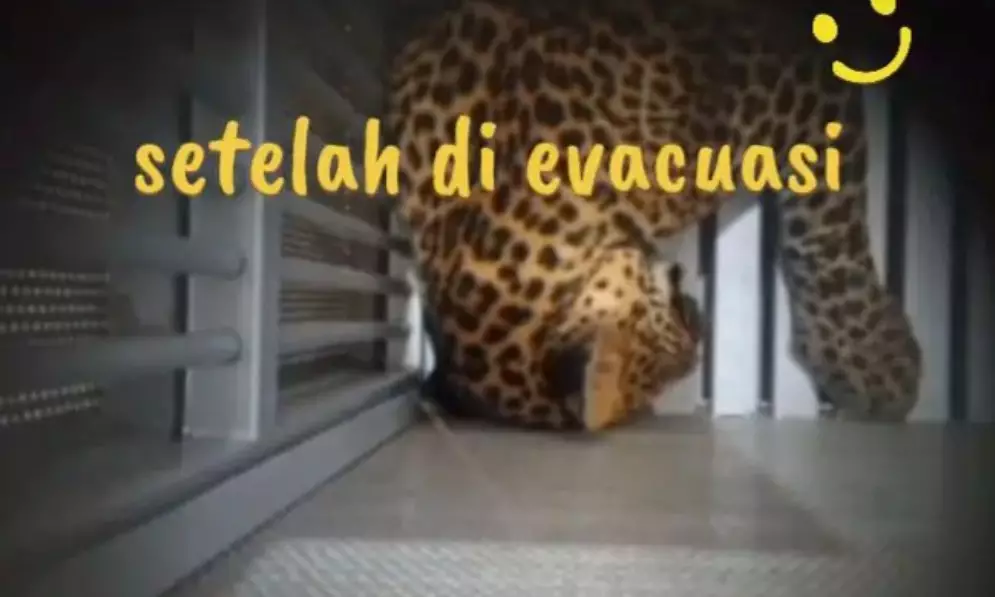 macan tutul masuk balai desa Kuningan © TikTok