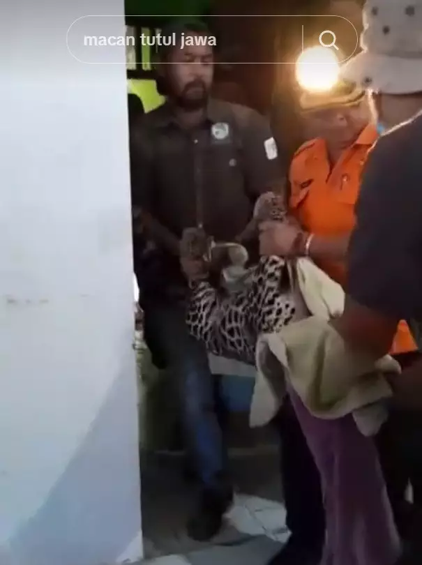 macan tutul masuk balai desa Kuningan © TikTok