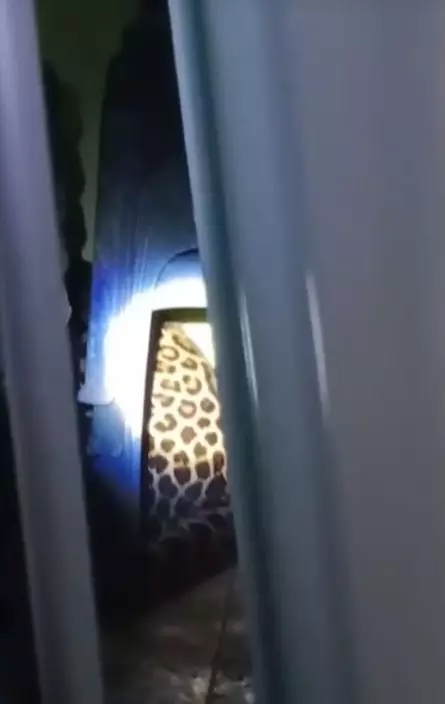 macan tutul masuk balai desa Kuningan © TikTok