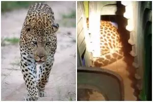 Heboh macan tutul masuk balai desa Kuningan, diduga tersesat cari makan, ini 7 fakta di baliknya