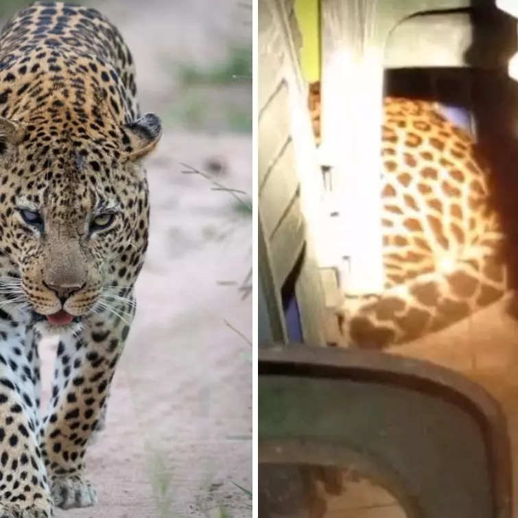 Heboh macan tutul masuk balai desa Kuningan, diduga tersesat cari makan, ini 7 fakta di baliknya