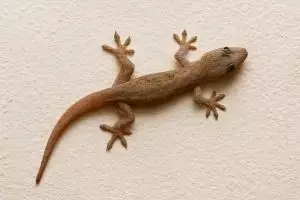 Cicak di rumah bikin risih? Segera basmi dengan daun sirih dan 2 bahan dapur ini biar nggak balik lagi