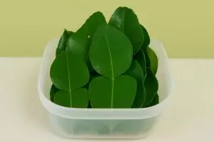 Bikin stok daun jeruk awet segar berminggu-minggu, ternyata triknya gampang tanpa direndam air