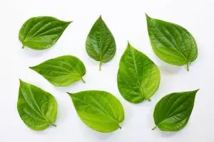 Bukan cuma bagus untuk mulut dan gigi, ini 8 manfaat daun sirih untuk wajah yang wajib kamu tahu