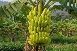 Cuma modal garam, pohon pisangmu bisa berbuah manis dan lebat! Cobain trik gampang ini