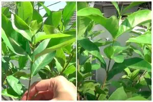 Cuma pakai bumbu dapur sederhana, ini trik melebatkan tanaman daun salam biar makin rimbun dan lebar