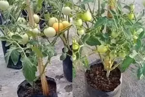 Tak perlu buang-buang tenaga, ini trik agar tanaman tomat semakin subur dan berbuah lebat