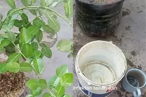 Triknya super praktis! Merawat pohon daun jeruk agar lebih rimbun dan bebas hama pakai 1 bahan dapur