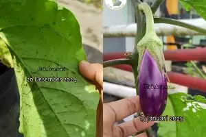 Jangan dibiarkan, semut di tanaman terong bisa bikin buahnya rusak! Segera atasi dengan cara ampuh ini