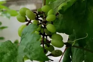 Cukup dipakai 1 bulan sekali, pupuk dari 3 bahan makanan ini auto bikin tanaman anggur berbuah lebat