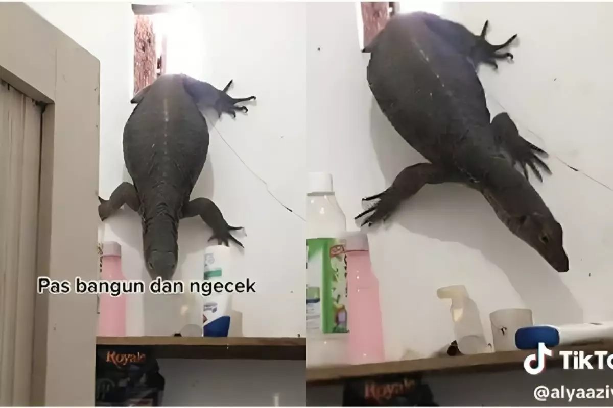 Lihat biawak jumbo masuk kamar mandi dari ventilasi, reaksi wanita ini nggak kayak cewek pada umumnya